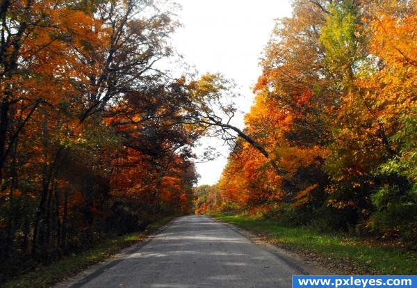 Autumn Trees